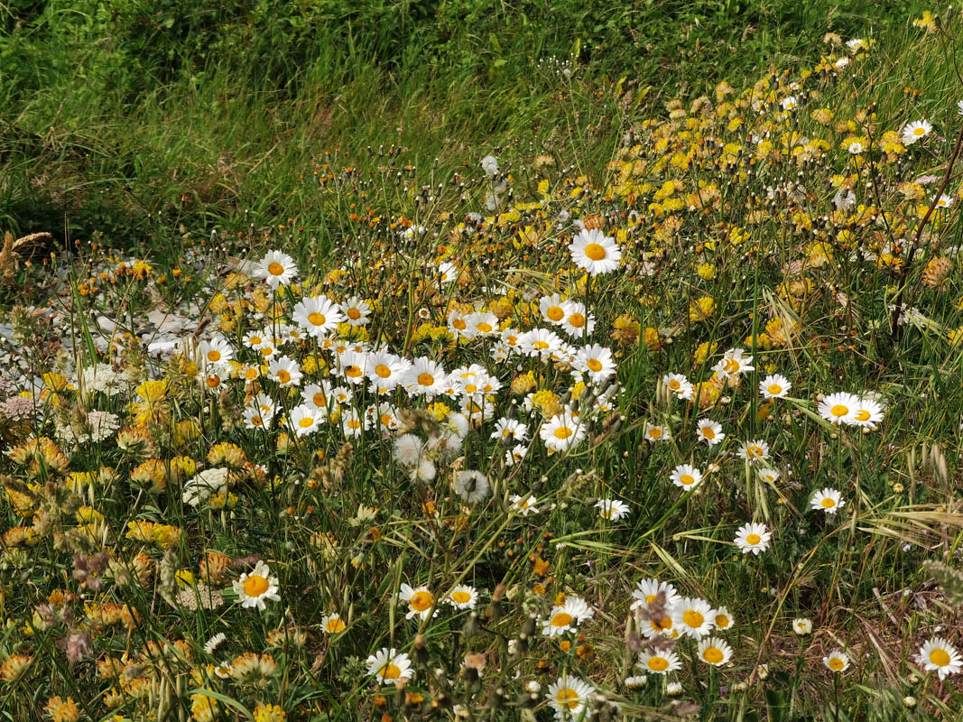 Leucanthemum ircutianum ssp cantabricum en fleurs sur les falaises littorales du Pays Basque